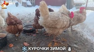 Куры зимой очень счастливы 🤗❄️⛄ (35)