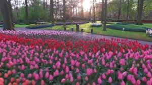 Видео для Зеленая стрела