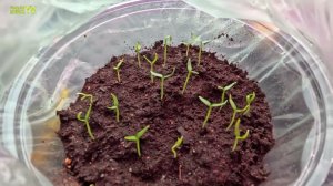 Рассада перца взошла, что делаем дальше для крепкой рассады на толстой ножке ️