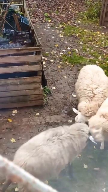 Семейный конфликт у овец