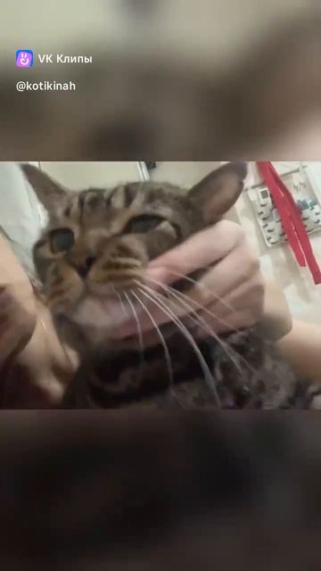 Приколы с животными