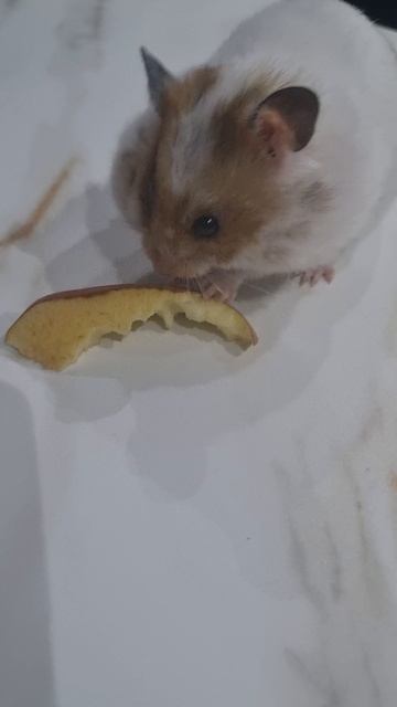 очень вкусное яблоко 🍎!!!