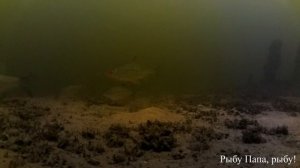 Рыбалка. Подводная съемка. Глубина 4 метра