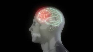 Дофаминовая система и мотивация. Глимфатическая система. Нейропластичность мозга.