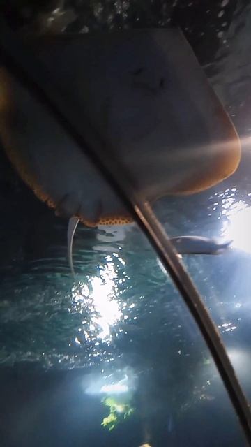 #ВЛЮБИЛСЯ С ПЕРВОГО ВЗГЛЯДА И ИЩУ ТЕБЯ