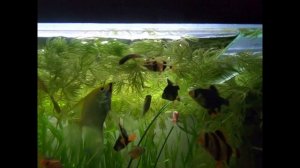 Аквариум. попугайчики и барбусы добивают раненую рыбку.