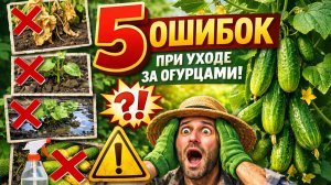 5 ошибок при уходе за огурцами