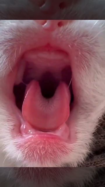 На вас накричали