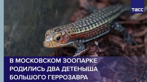 В Московском зоопарке родились два детеныша большого геррозавра