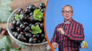 Всё обо всём. Чёрная смородина в США. Выпуск от 04.03.26