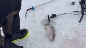 Форель на икру в зачете