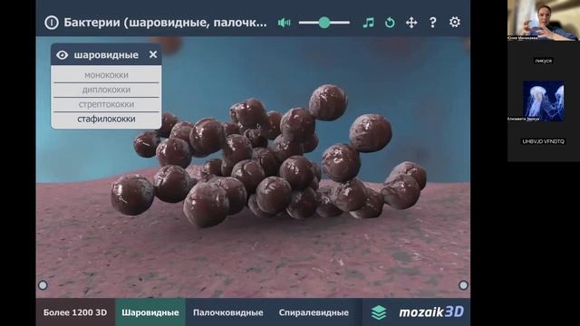 Бактрии (ср 18-00)