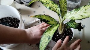 Пересадки. Новинка. Рассада.