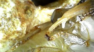 Тропилелапсоз пчел, реакция на свет 0, значит не видит пишите комментарий кто что знает  про тропи