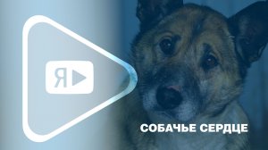СОБАЧЬЕ СЕРДЦЕ / Волонтёры просят работников компании помочь приюту бездомных животных