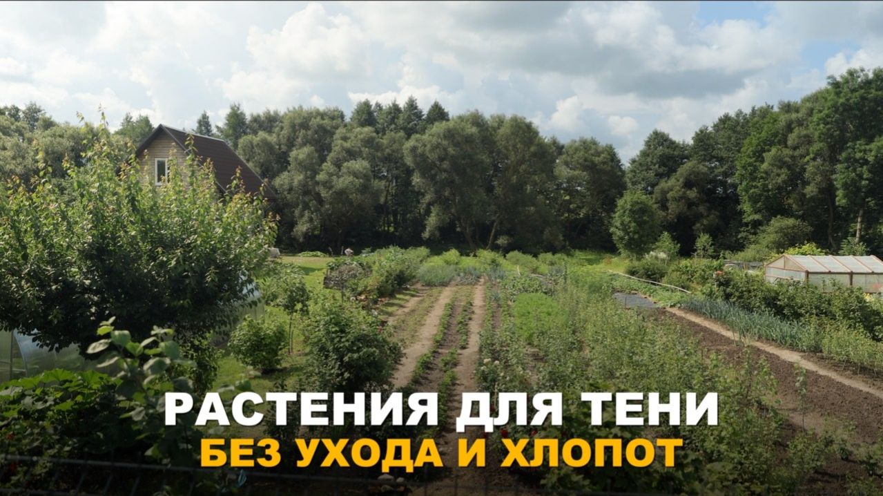 ТЕНЬ НЕ ПОМЕХА. Лучшие культуры для затенённых участков