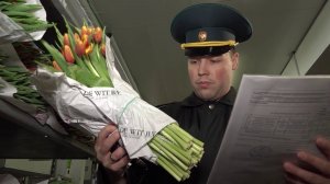 Красота с проверкой: как Россельхознадзор и таможня следят за качеством цветочных партий