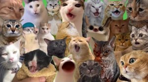 МЕГА ПАРАД МЕМНЫХ КОТИКОВ! ПОДБОРКА СМШЕНЫХ КОТИКОВ КОТОРЫЕ ПОКОРИЛИ ИНТЕРНЕТ МЯУ МЯУ