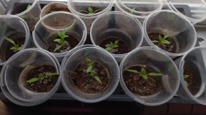 Рассада гибнет,что делать не знаю?!?🤷🙆🤦Подскажите?🤷