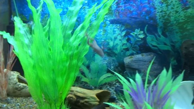 Лягушка акробатка