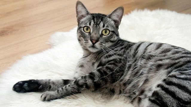 Кастрация или стерилизация кошки