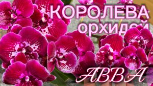 Шикарное цветение Аббы. Как зацвести, уход, условия содержания