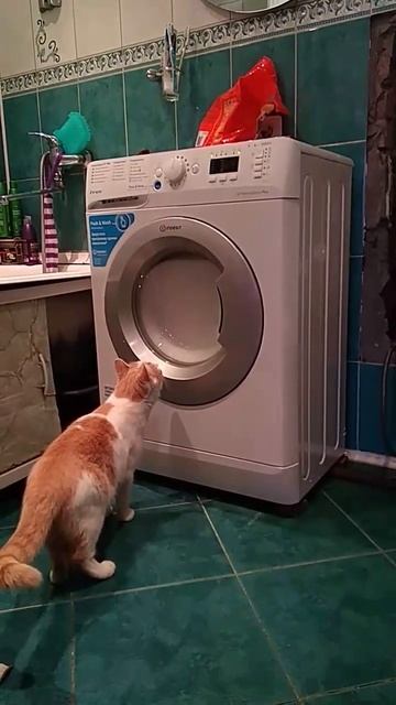 Котя и стиральная машинка