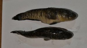 Бычки Азовского моря в районе Бердянска