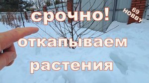 Спасаем молодые саженцы от снега!