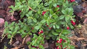 Брусника лучших сортов в оцинкованных грядках