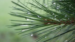 После дождя