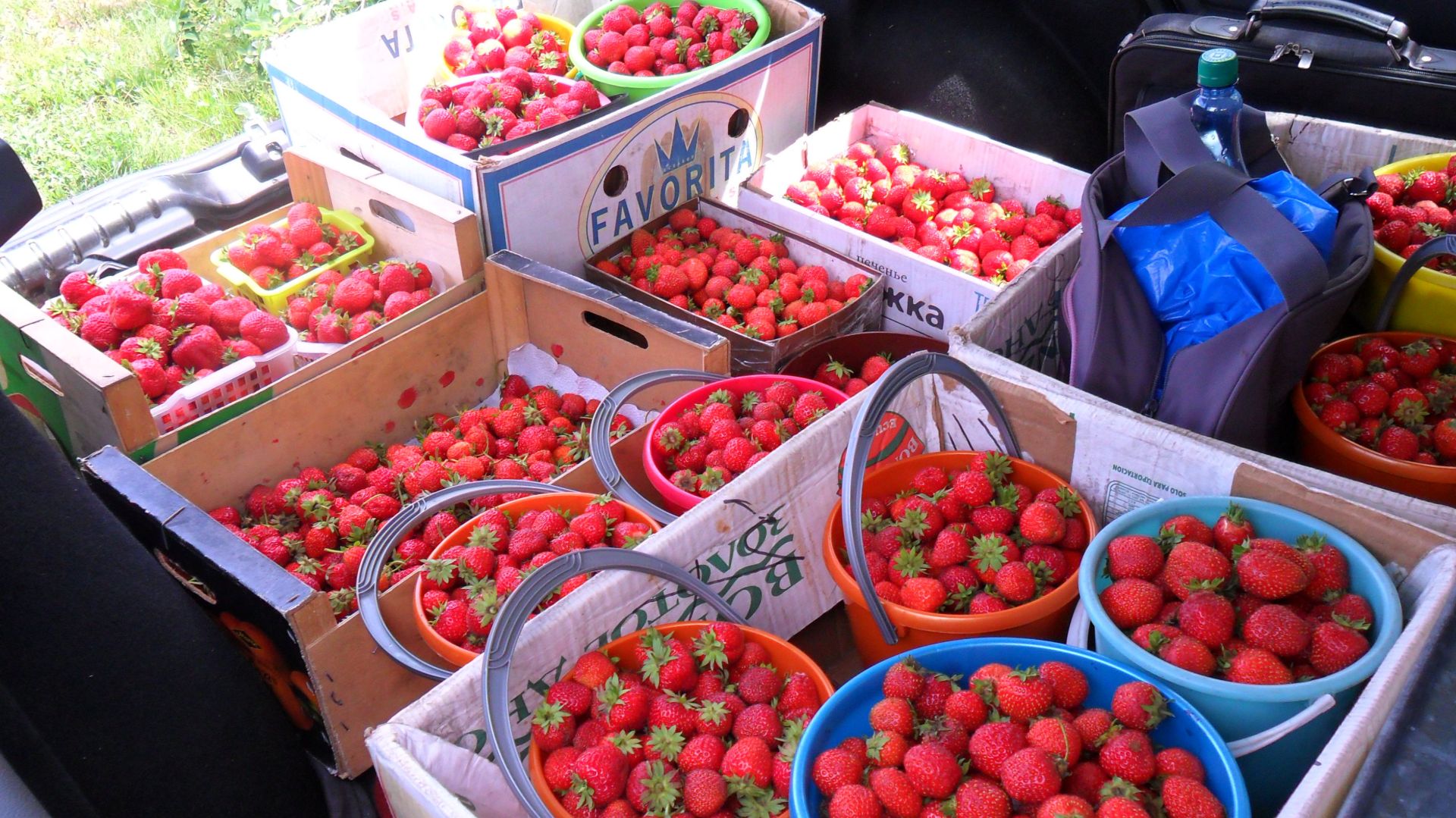 Мой опыт торговли на рынке ягодой и овощами