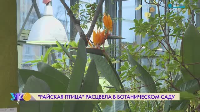 «Райская птица» расцвела в Ботаническом саду Петра Великого