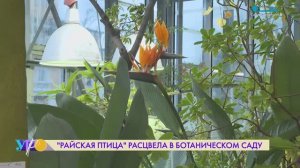 «Райская птица» расцвела в Ботаническом саду Петра Великого