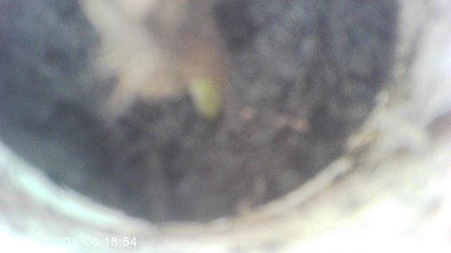 Обзор нашего второго кабачка, посаженного семенем в феврале