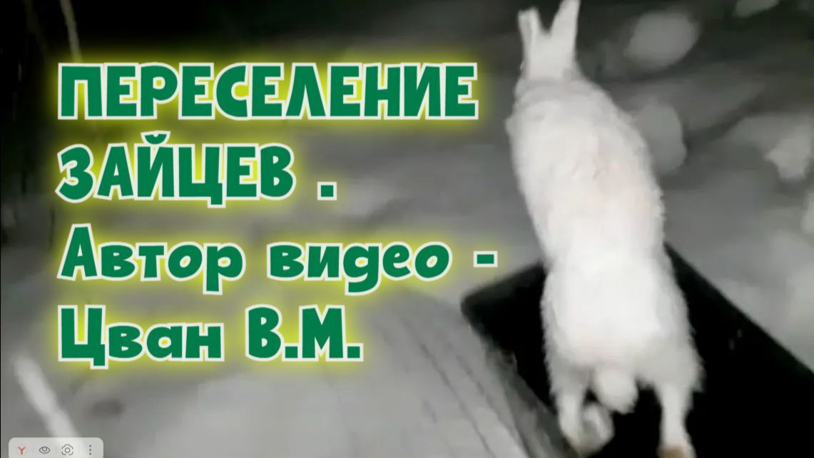 ПЕРЕСЕЛЕНИЕ ЗАЙЦЕВ . Автор видео - Цван В.М. #охотасгончей#собака #животные #топ #hunting