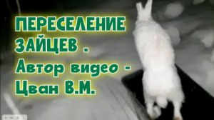 ПЕРЕСЕЛЕНИЕ ЗАЙЦЕВ . Автор видео - Цван В.М. #охотасгончей#собака #животные #топ #hunting