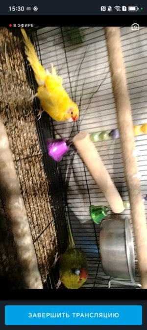 птички синички