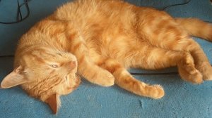 Daytime routine with a cat