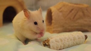 Ванилла, самый милый хомячок на свете