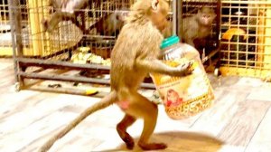 Чтобы НЕ ДАТЬ никому бубликов, Люська готова и на двух ногах ходить и ползти на четвереньках)))