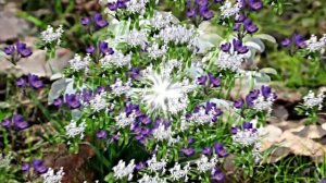 Видеофоны! Видеофон Подснежники 1! Футаж от Киностудии Мудрого Кота Тимофея!