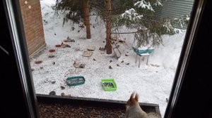 вольные белки и птицы