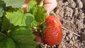 Гигантелла и Гигант Джорнея/ Дегустируем ягоду😋👍2025