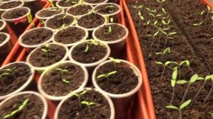 ПОСЕВЫ 2026-38. В стаканы рекомендуется сеять по 2 штуки. Так и делаю.