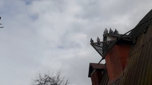 Николаевские голуби 04.03.26 г