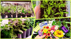 ОБЗОР РАССАДЫ ЦВЕТОВ НА НАЧАЛО МАРТА 2026