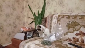 Первый день весны 🌱🌱🌱. Я их сняла 💪💪💪