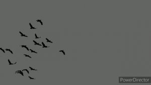 Макс Грачёв_Грачи улетают.