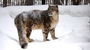 Встреча снежного барса Саяна с невестой Серебряной.